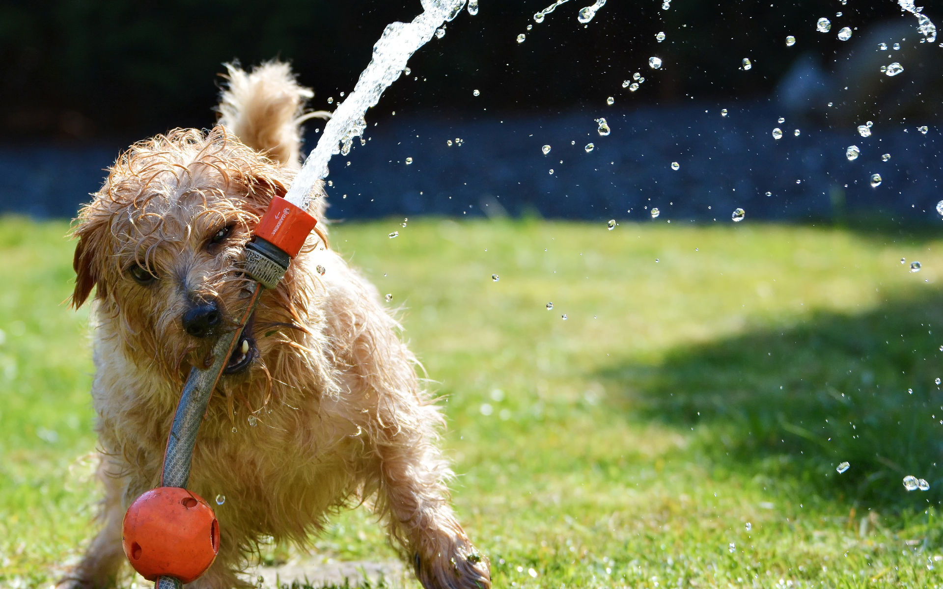 Erkennen und Verhindern von Hitzeerschöpfung bei Hunden